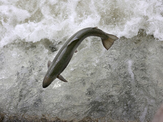 Rainbow trout jumping up fish ladder going towards Ganaraska River to spawn, in Ontario's biggest natural fish hatchery, on an overcast spring day