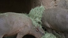 This Video Shows A Group Of Babirusa (Babyrousa Celebensis) Piglet Eating Hay.
