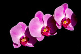 Fototapeta Storczyk - branch of pink orchid