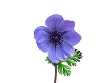 Blue Anemone Coronaria Flower Isolated On A White Background