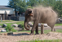 Asian Female Elephant Spraying Mud On Itself