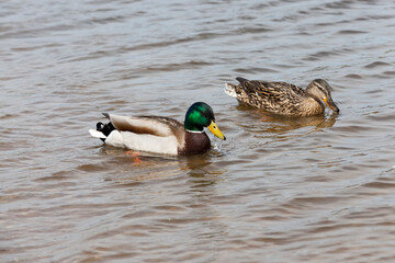 small wild ducks in spring or summer in nature