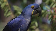 This Video Shows A Beautiful Blue Macaw Bopping It's Head Up And Down.