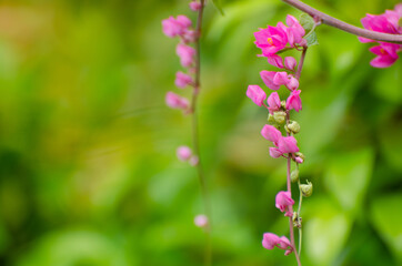 Close-up flowers in the park