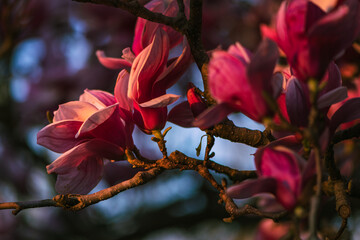 Sticker - Saucer magnolia in spring 