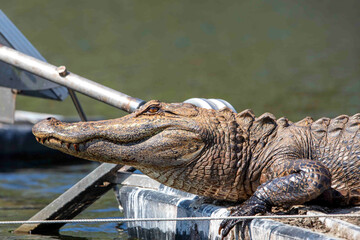 Wall Mural - Alligator Resting on Metal Buoy in a Lake