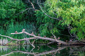 Wall Mural -  10 Mallard ducks sitting on a tree branch above the water resting and preening.