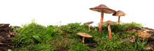 Panorama Of Several Brown Mushrooms On Wet And Humid Green Mossy Log. Isolated On White.