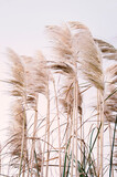 Fototapeta Boho - Pampa grass with cloudy sky