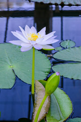 Sticker - White Lotus Flower in The Pond