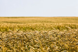 Fototapeta Krajobraz - agricultural field