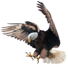 Bald Eagle Landing Swoop Attack Hand Draw And Paint On White Background Vector Illustration.