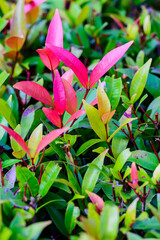 Poster - Red leaves in park