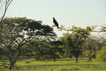 Stork On The Tree