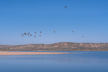 Wall Mural - Quiet blue river and flock of flying birds, hills and blue sky on background