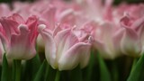 Fototapeta Tulipany - Macro photography  of the pink tulip petals (flower variety - Crown Dynasty) in selective focus  on blurry pink background, large format
