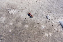 Two Red Black Beetles Making Love On The Ground
