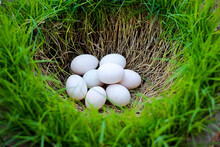 Duck White Eggs On Nature Green Grass Hole Background