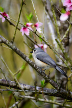 Tufted Titmouse Perched In Tree-7766