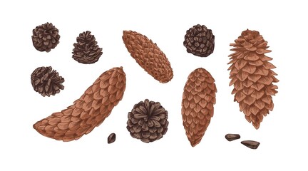 Wall Mural - Hand-drawn set with different cones of coniferous fir, spruce and pine trees isolated on white background. Realistic pinecones of conifer plants. Colored botanical vector illustration