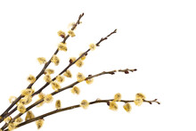 Pussy Willow Blossom Twig. Easter Decoration Isolated On White Background