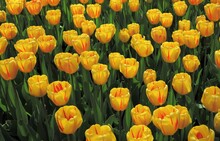 Yellow Tulips With Red Details Flowerbed Close Up At Keukenhof Flower Garden, Holland