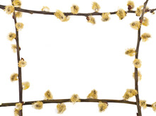 Pussy Willow Blossom Twigv Frame. Easter Decoration Frame Isolated On White Background