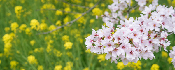 Wall Mural - Cherry blossoms against unfocused canola flowers with copy space　桜と菜の花の背景 コピースペース