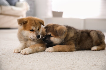 Poster - Adorable Akita Inu puppies on carpet indoors