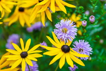 Autumn Yellow Flowers Coneflower Background Top View