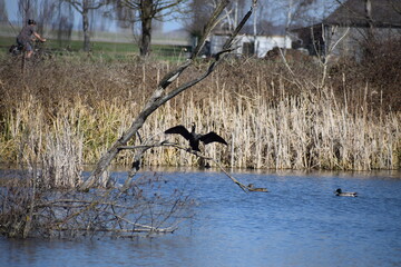 Poster - Kormoran auf einem Ast über dem Sumpfsee