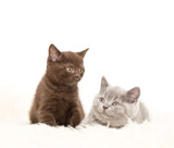 Fototapeta Koty - Adorable british little kitten posing