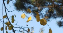 Out Of Focus. Autumn Seasons. The Yellow Leaves On The Branch. Zoom.