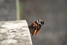 Red Admiral Butterfly (Vanessa Atalanta) Perched On Grey Stone In Zurich, Switzerland