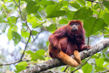 Red Howler Monkey, (Alouatta Seniculus), Male, Sitting In A Tree, Otún Quimbaya Natural Park, Colombia.