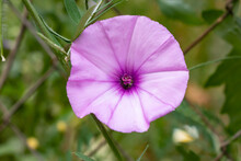 Convolvulus Althaeoides Is A Species Of Morning Glory Known By The Common Names Mallow Bindweed And Mallow-leaved Bindweed. Ipomoea Sagittata, Saltmarsh Morning Glory