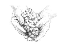 Sketch Of Hands Of A Winemaker With A Bunch Of Grapes On A White Background. Engraving Or Drawing.