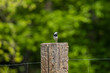 Pliszka siwa Motacilla alba odpoczywa na drewnianym słupku, mały ptak na ogrodzeniu, na szczycie
