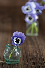 Little Pansy Flower In Glass Vase On The Wooden Rustic Table..