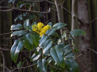 Wall Mural - yellow flower in the garden 