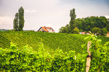 Famous heart shaped road at vineyards Špičnik in Slovenia. Rows vineyards near Maribor, close to the Austrian. Scenic grape landscape and green hills.