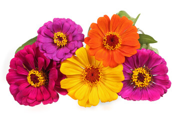 Wall Mural - Zinnia flowers isolated on white