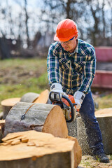 Wall Mural - man cutting beech wood with a chainsaw