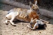 Patagonian mara with its baby animal laying in the sun. A hare-like herbivorous rodent, in Latin called dolichotus patagonum, with its young,  in the springtime.