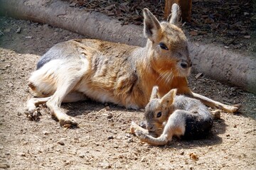 patagonian mara with its baby animal laying in the sun. a hare-like herbivorous rodent, in latin cal