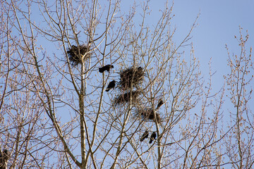 Crows making nests in trees in early April. Ornithology concept. Classic blue sky background.