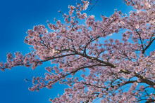 Pink Tree Blossom With A Clear Blue Sky