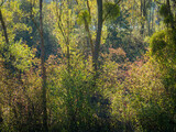 Fototapeta Niebo - paysage d'automne à la Base de Loisirs de Verneuil-sur-Seine dans les Yvelines en France