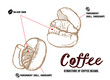 コーヒー豆の構造の説明イラスト。パーチメントとシルバースキンの図解。