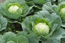 Fresh Cabbage In A Field, Cabbage Are Growing In A Garden